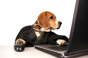 The Dog Training club