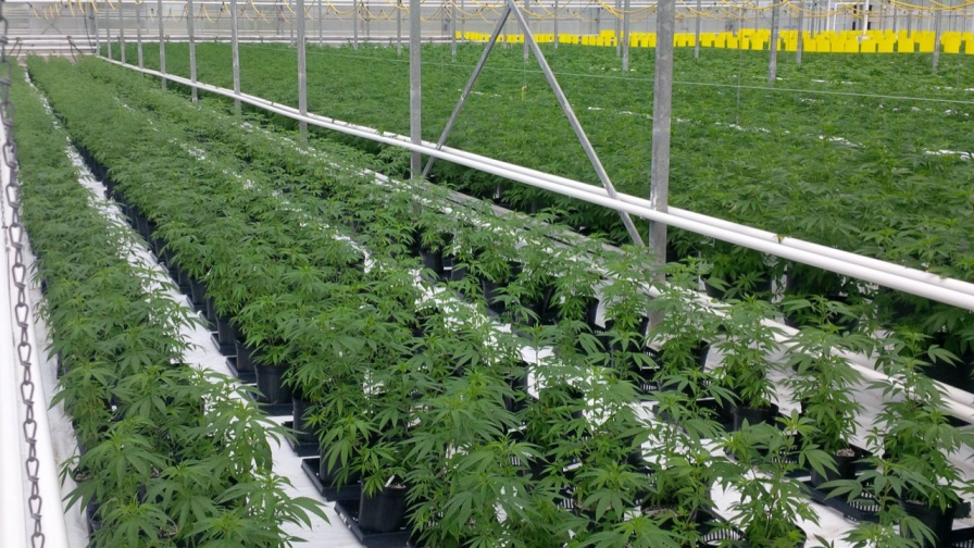 Cannabis Cultivation Market'