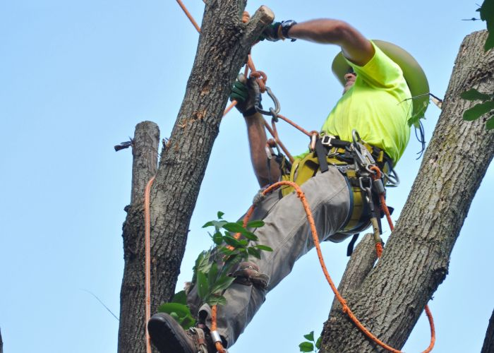 Tree Removal Services
