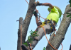 Tree Removal Services'