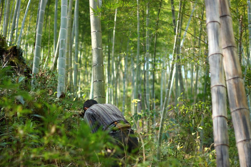 Bamboo Forest'