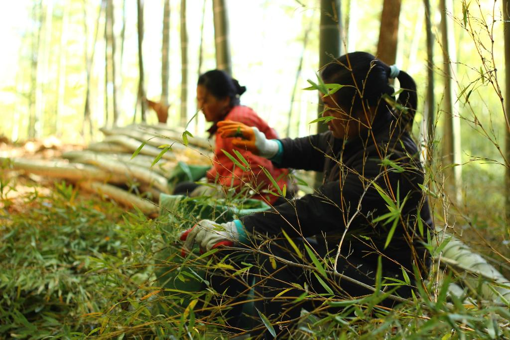 Bamboo Forest'
