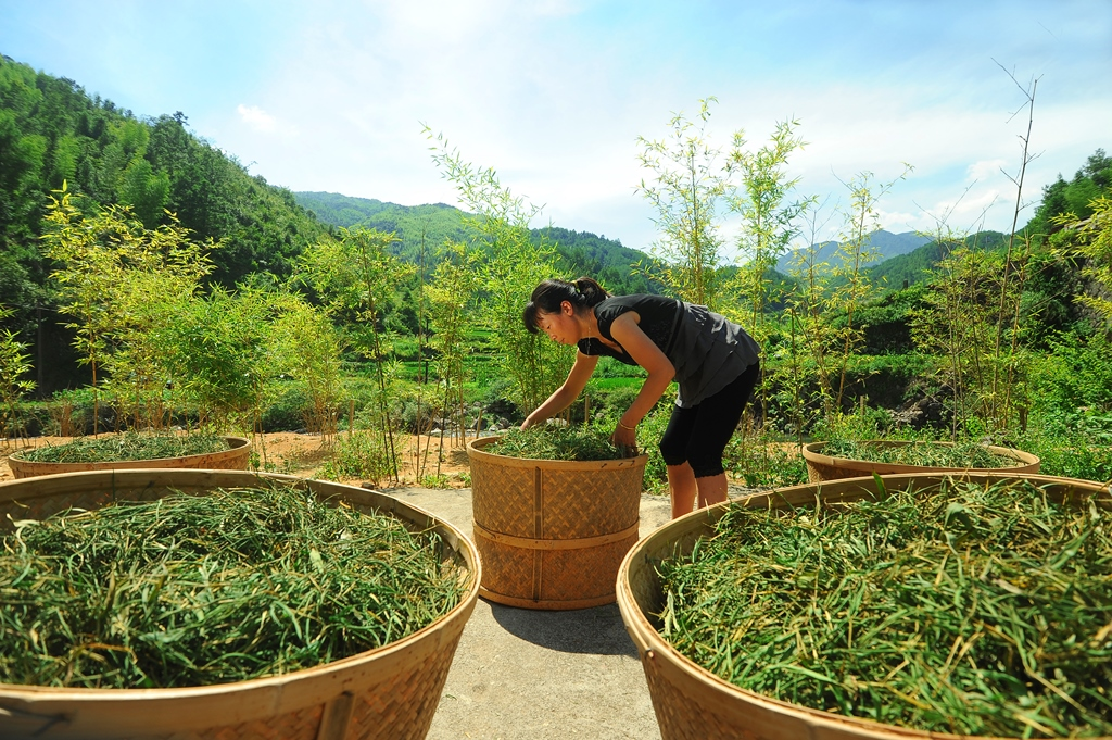 Bamboo Forest'