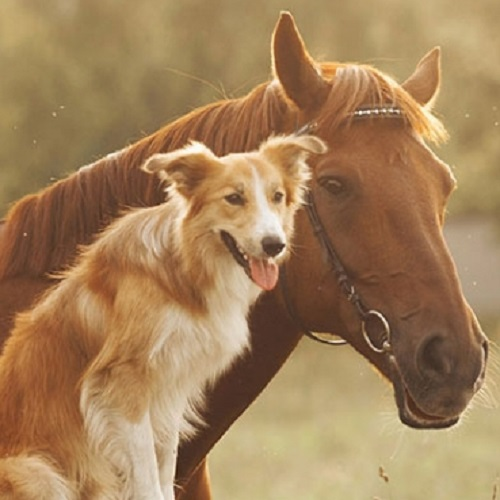 Indian Hammer Veterinary Services