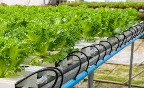 Hydroponics Technologies Market