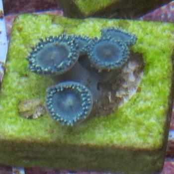 Frag at 3 months'