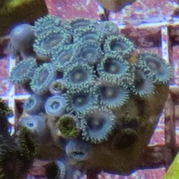 Frag at 6 months'