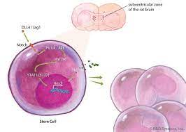 Cell Expansion Market