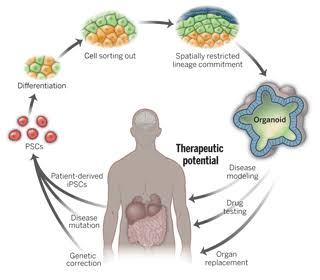 Organoid Market'