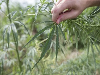 Feral cannabis Market'