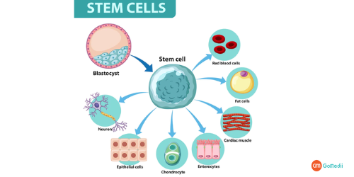 Company Logo For Stem Cell Transplant in India'