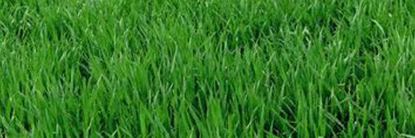 DR. M Enterprises Inc dba Lawn Doctor of Edmond-OKC,Lawn Doc'