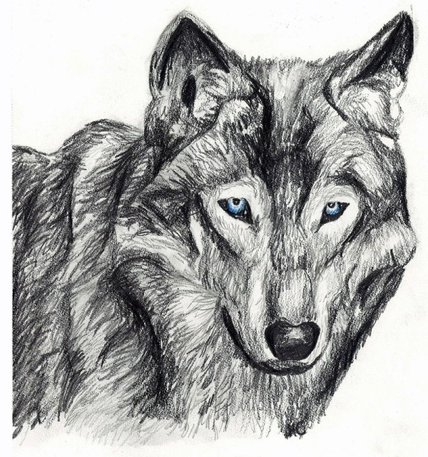 Lone Wolves'