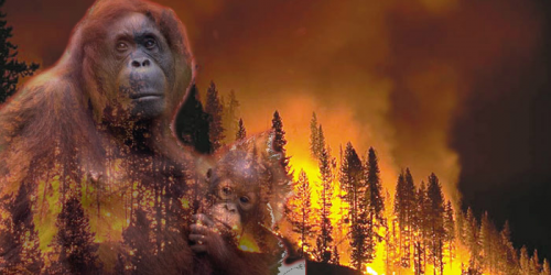 Orangutans Oregon wild fire'