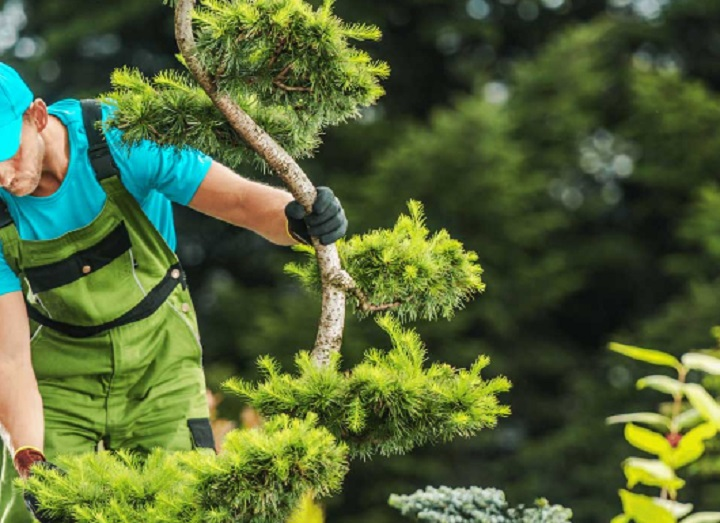 Company Logo For Daytona Tree Men'