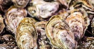 Oyster Farming Market