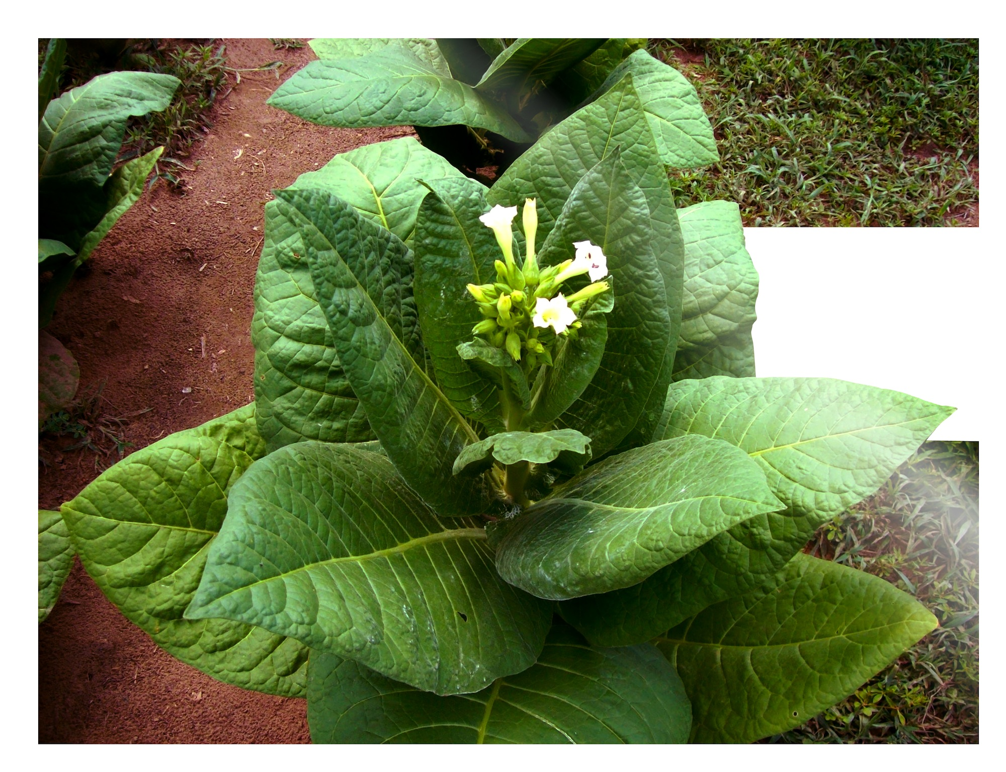 Liquid nicotine should be extracted from tobacco plants'