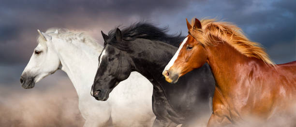 Horse Insurance Market'