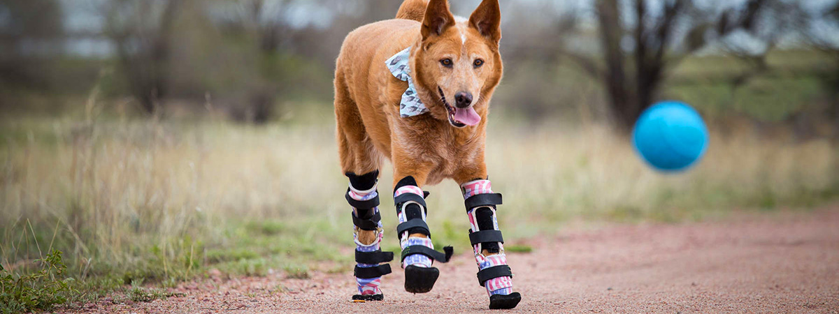 Pet Prosthetics and Orthotics Market'