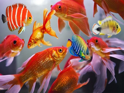 Ornamental Fish Market'