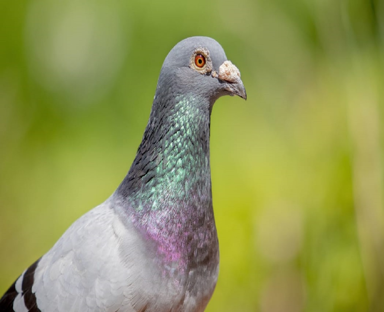 Company Logo For Pigeon  Racing Clab'