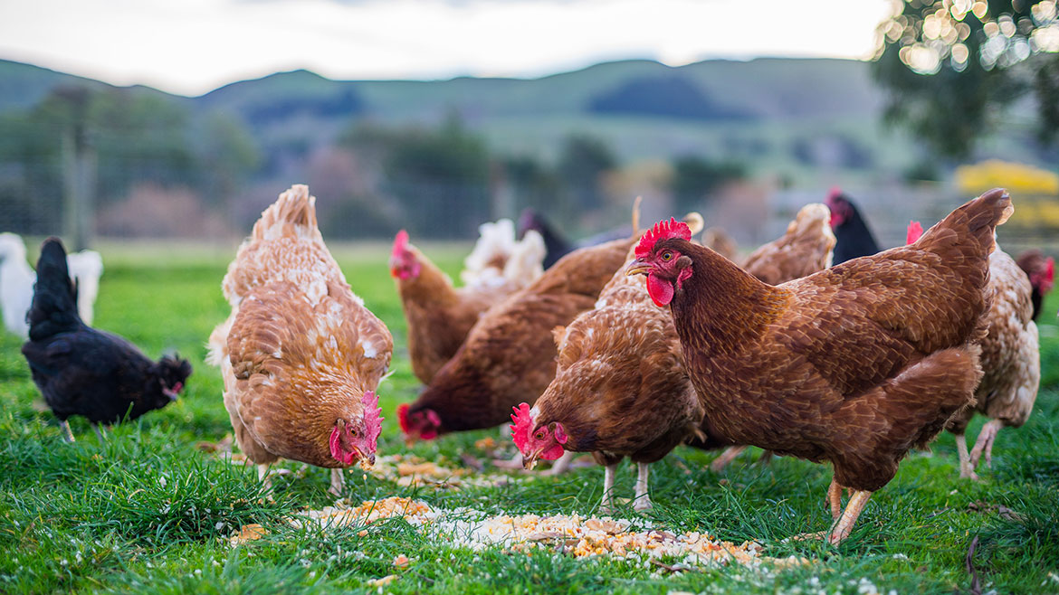 Organic Chicken Market'