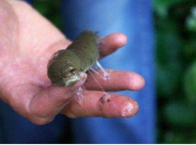 Slug Slime For My Surgery Patients'