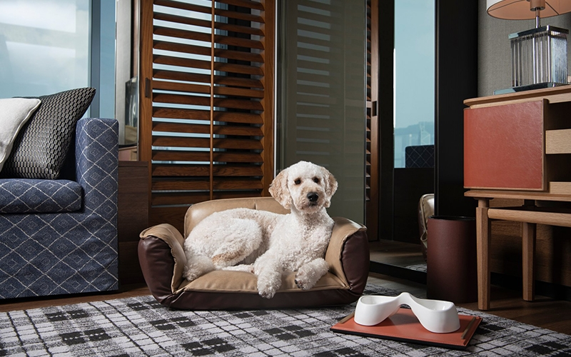 Luxury Pet Friendly Hotel Market