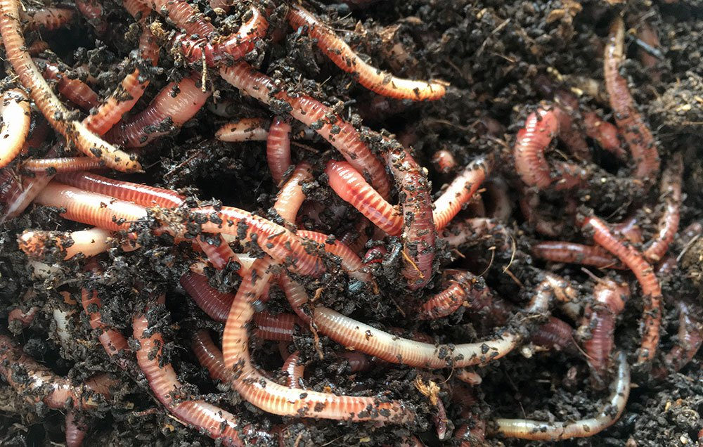 Earthworm Farming Market