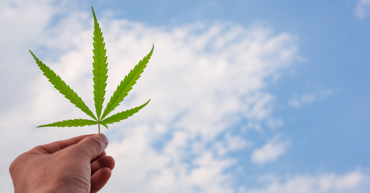 Company Logo For Marijuana Shop New Zealand'