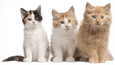 Company Logo For mobilevettoronto'