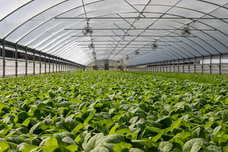 Controlled Environment Agriculture Market