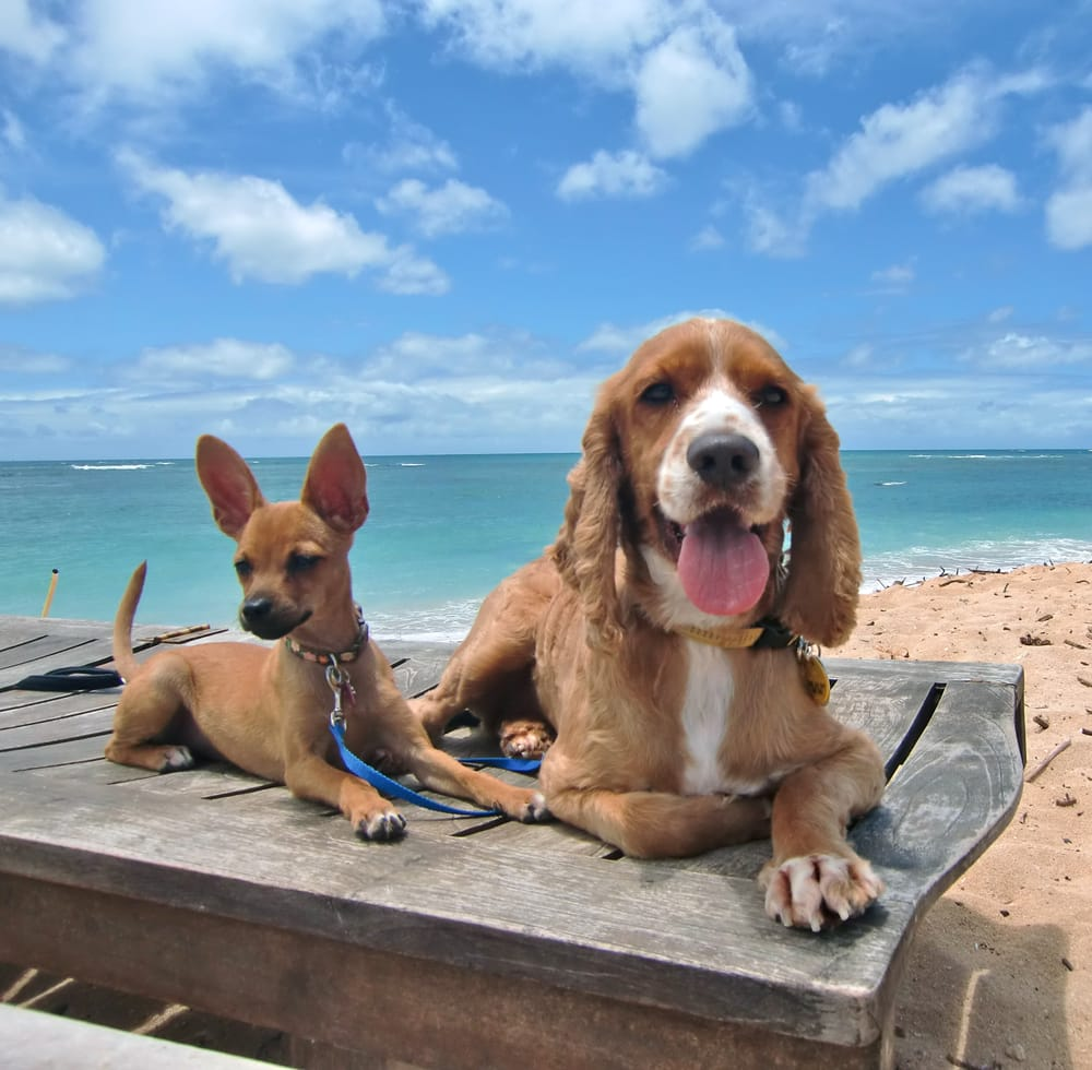 Service Dog Training Hawaii'