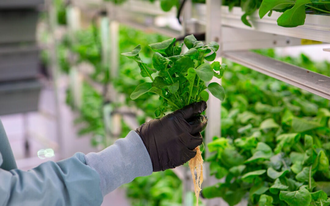 Hydroponic Vertical Farming Systems Market'