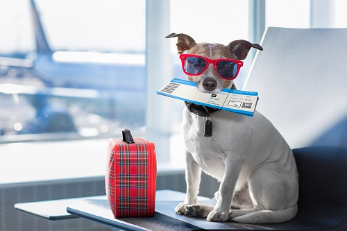 Company Logo For AeroPets Animal Transport | Pet Travel Bris'