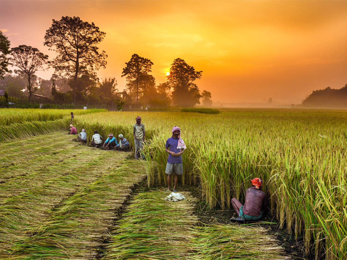 Harvest Period Crop Insurance Market'