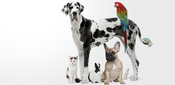 Dr-Gilsleider-Vet-Claremore'