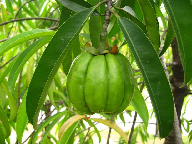 Garcinia  Cambogia'
