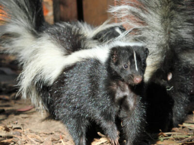 Animal Removal'