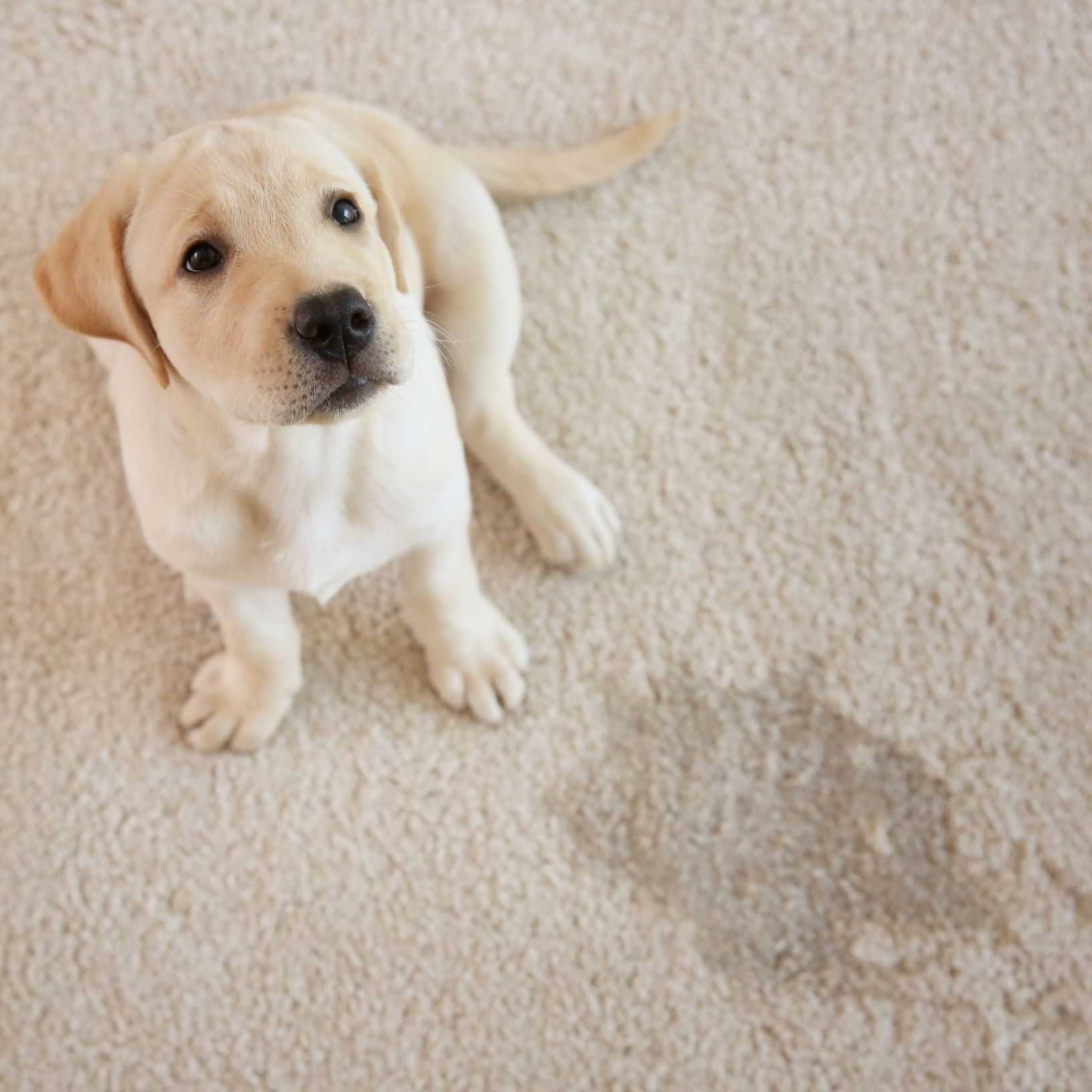 Upholstery Cleaning'