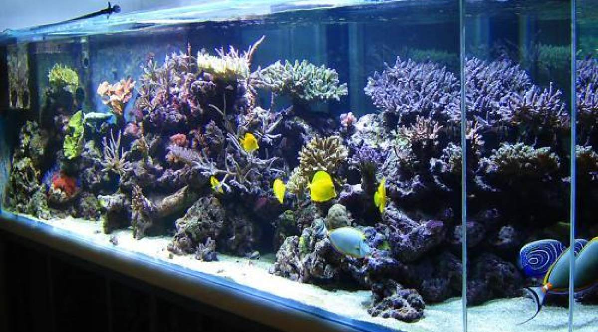 Commercial Aquarium Market'