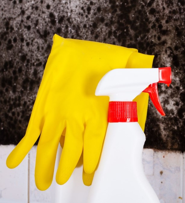 Company Logo For Mold Removal Lexington Solutions'
