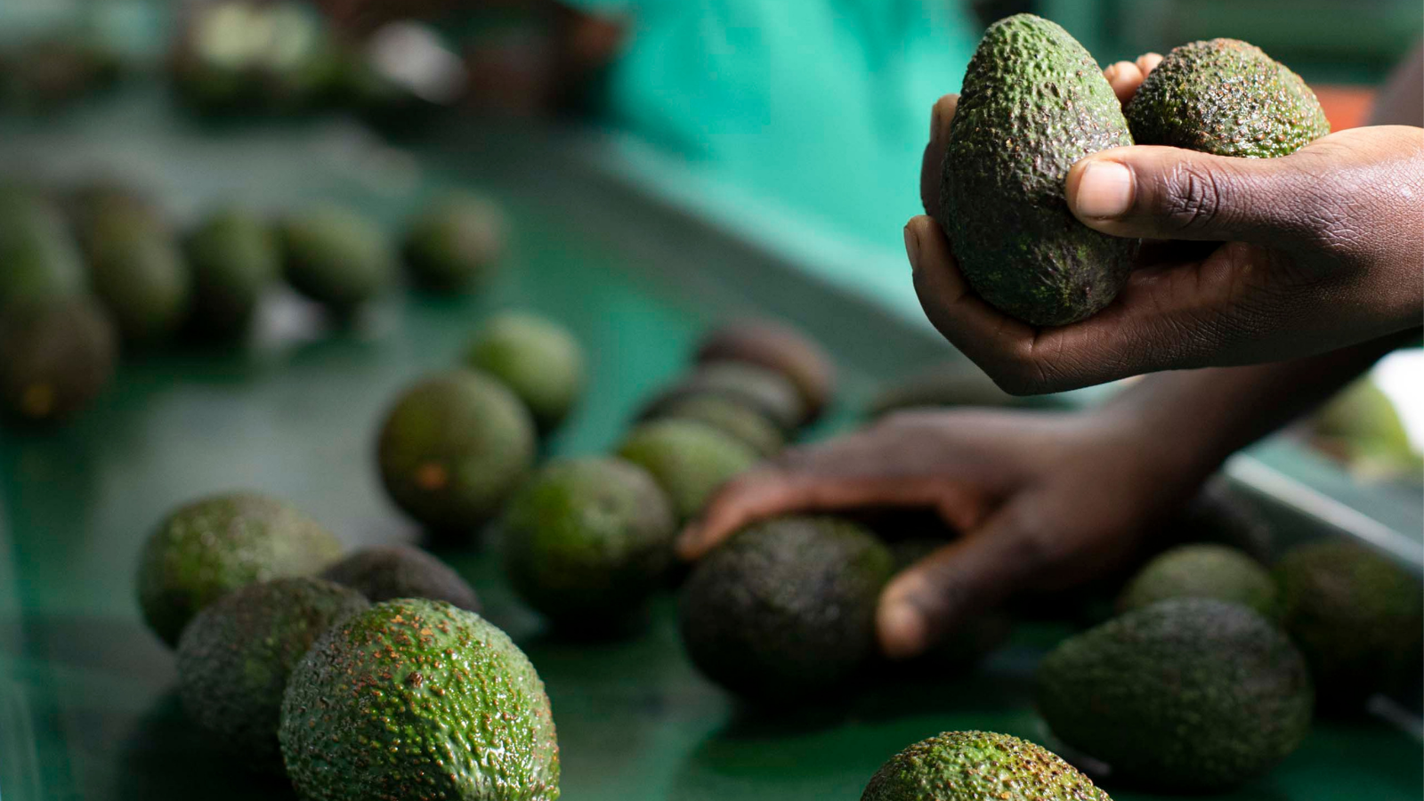 Avocado Market