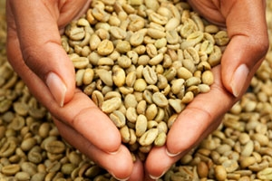 Green Coffee Bean Extract'