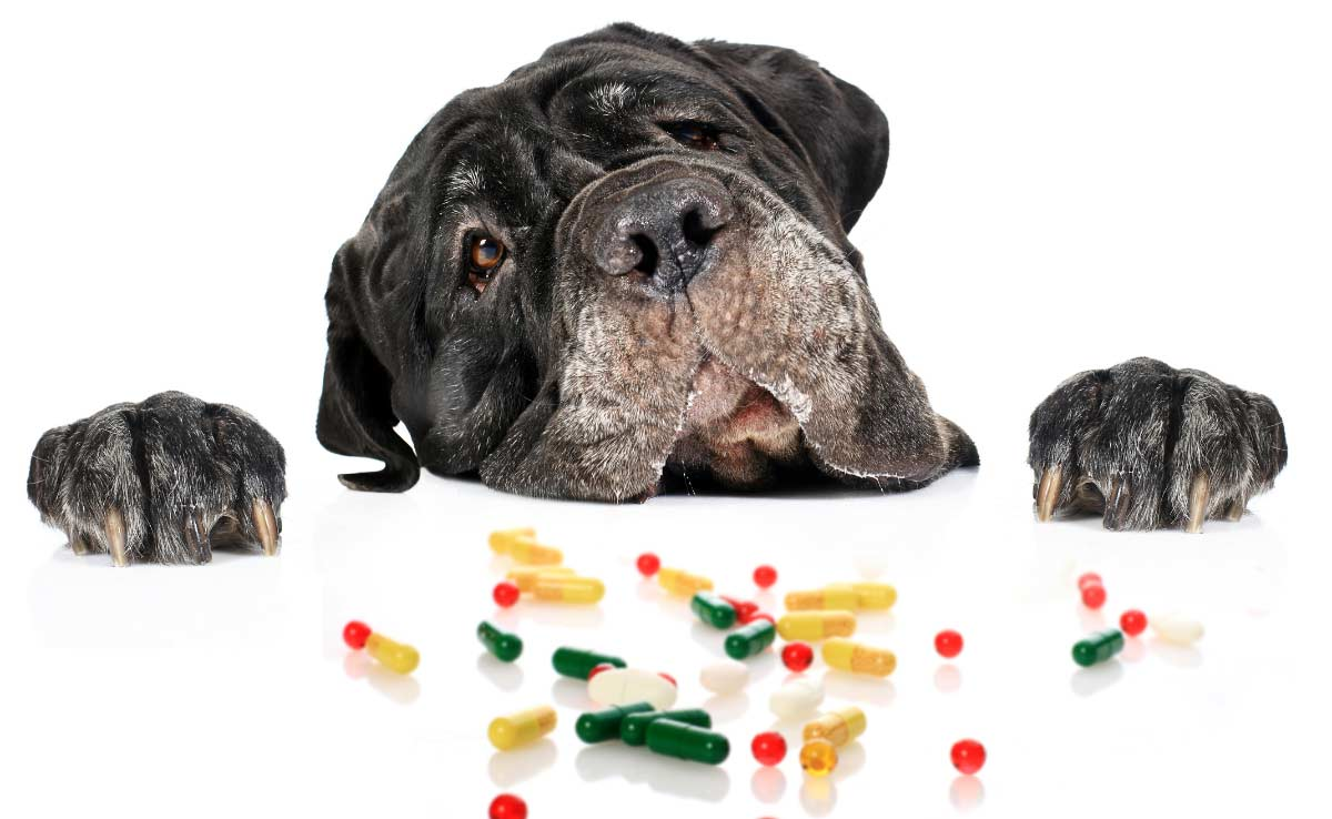 Dog Vitamins Market'