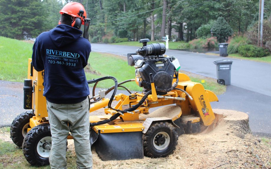 Company Logo For Branch Out Tree Services'