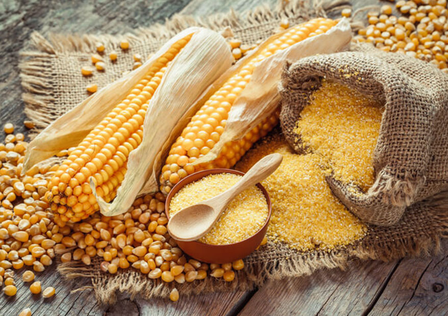 Corn Gluten Market'