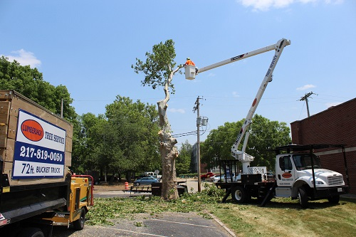 Company Logo For Lumberjack Tree Service'