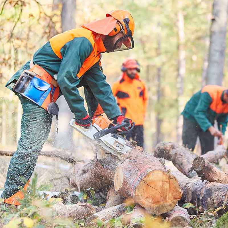 Rotherham Tree Services'