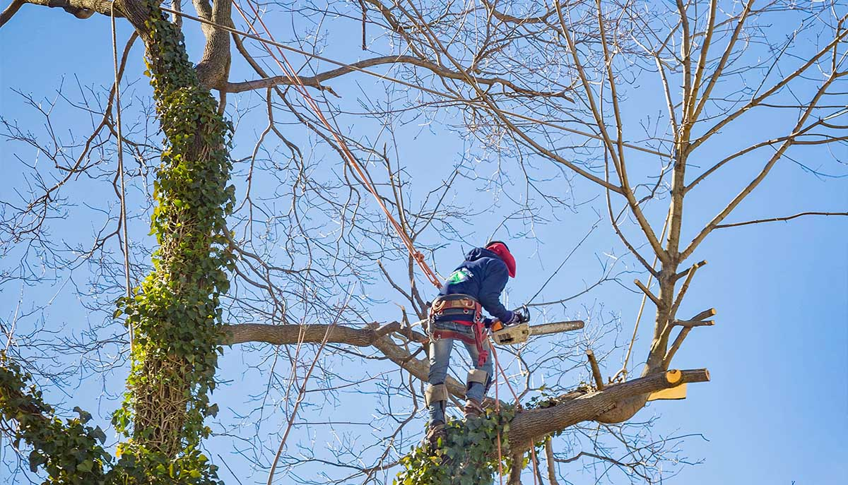 Rotherham Tree Services'
